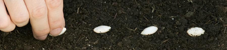 育てている野菜