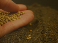 育てている野菜