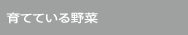 育てている野菜