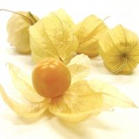 GOLDEN BERRY 50gパック(2021年1月頃出荷予定)