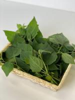 ゴールデンベリースプラウト1kg